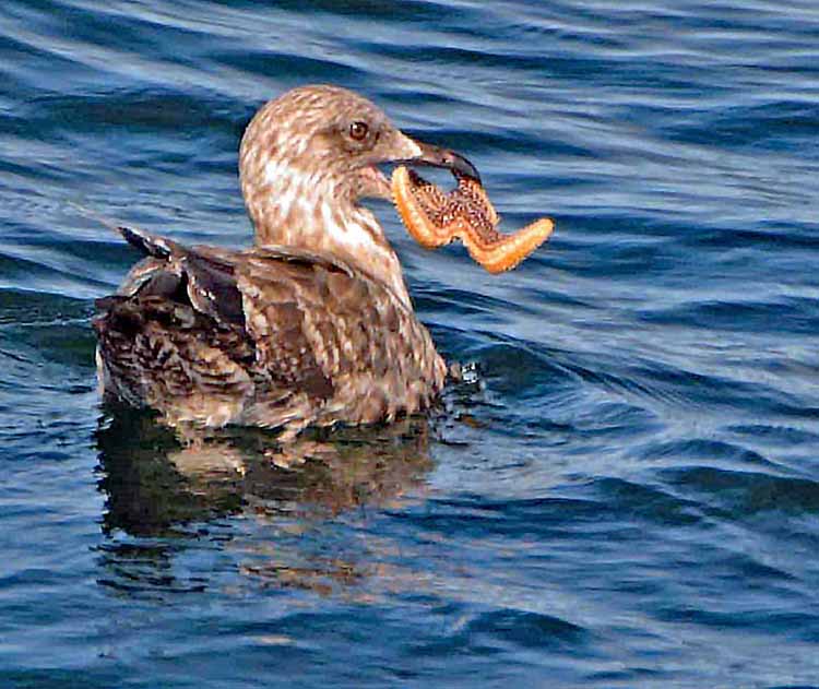 duck with starfish in mouth